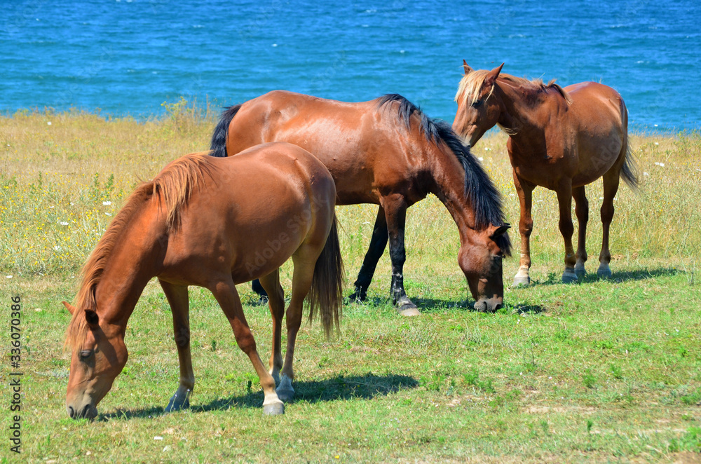 Brown Horses on a Green Meadow above the Sea Brown Horses on a Green Meadow above the Sea