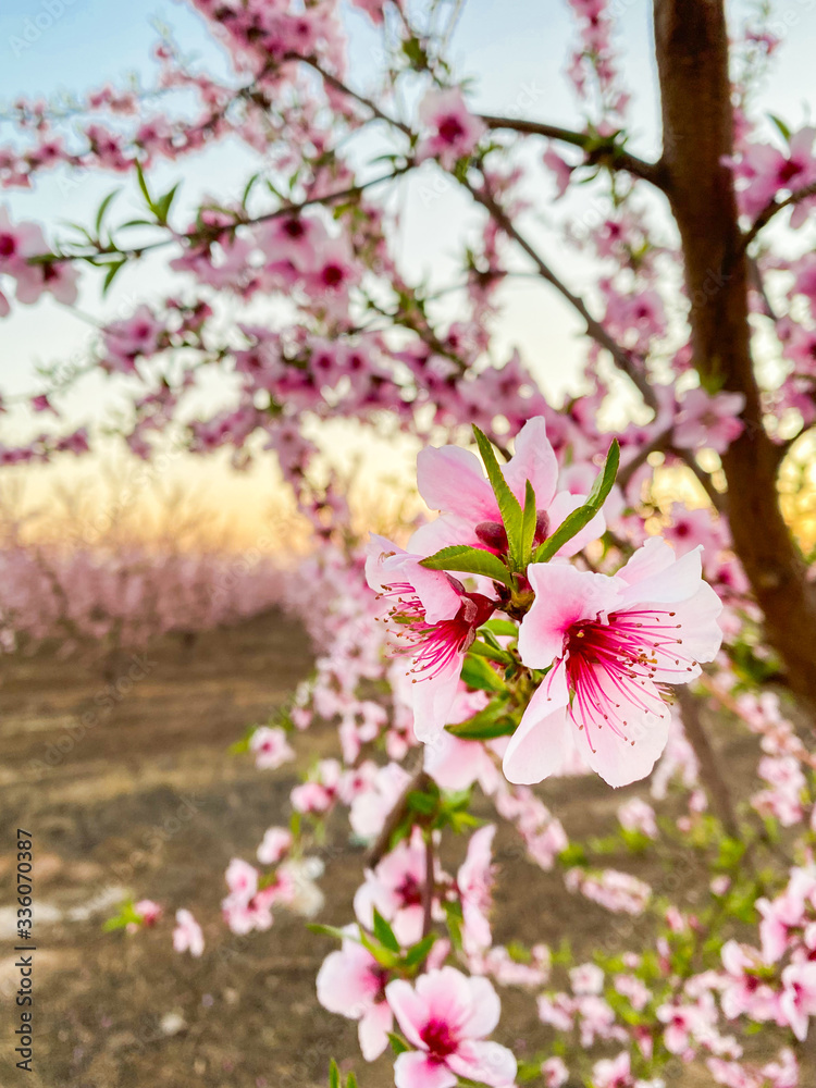 Pink plum flower blossoms at sunset on Blossom Trail in Central Valley, California, with copy space Pink plum flower blossoms at sunset on Blossom Trail in Central Valley, California, with copy space