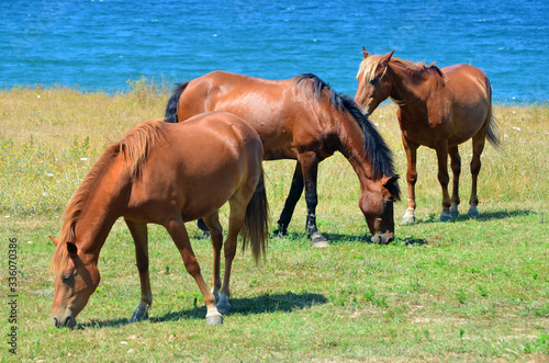 Brown Horses on a Green Meadow above the Sea 