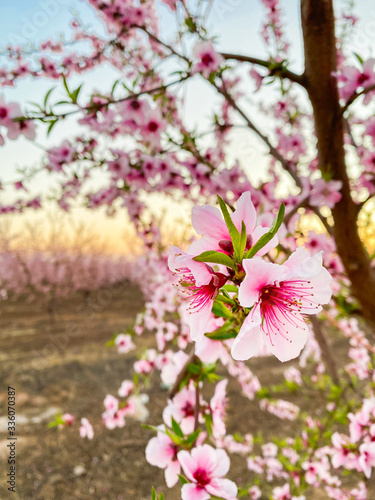 Pink plum flower blossoms at sunset on Blossom Trail in Central Valley  California  with copy space