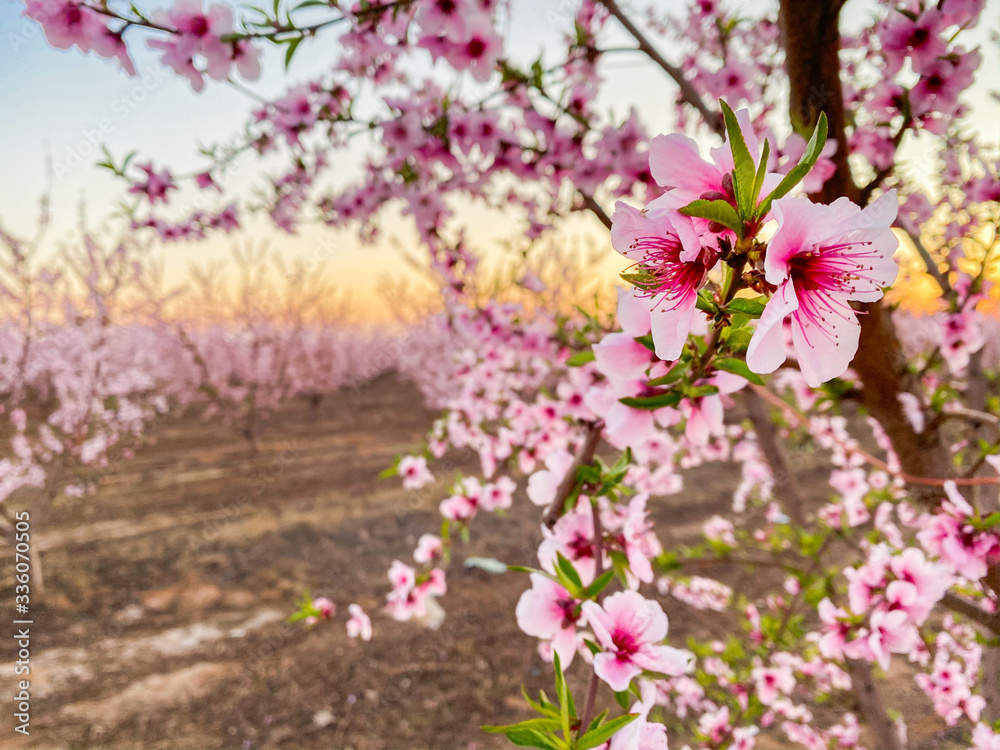 Pink plum flower blossoms at sunset on Blossom Trail in Central Valley, California, with copy space Pink plum flower blossoms at sunset on Blossom Trail in Central Valley, California, with copy space