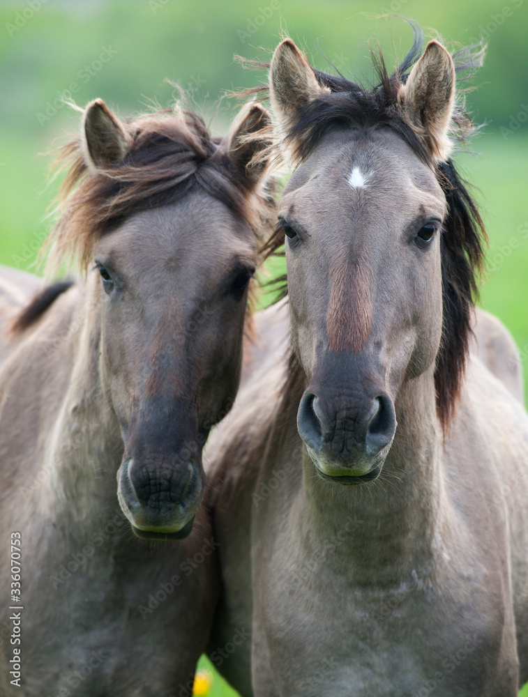 Two semi-wild horses konik polski breed