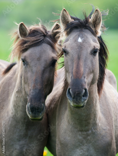 Fototapeta Naklejka Na Ścianę i Meble -  Two semi-wild horses konik polski breed