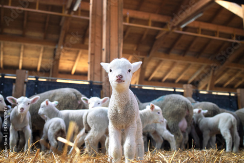 Fototapeta Naklejka Na Ścianę i Meble -  Portrait of lovely lamb staring at the camera in cattle barn. In background flock of sheep eating food.