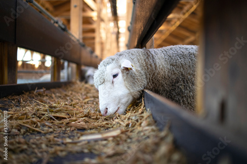 Photo of sheep animal eating food from automated conveyor belt feeder at cattle farm. Hungry ewe chewing hay or clover in livestock wooden barn.
