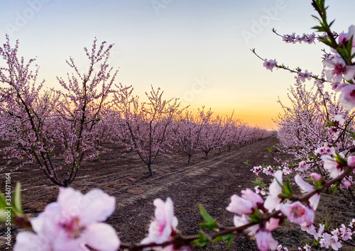Pink plum flower blossoms at sunset on Blossom Trail in Central Valley, California, with copy space photo