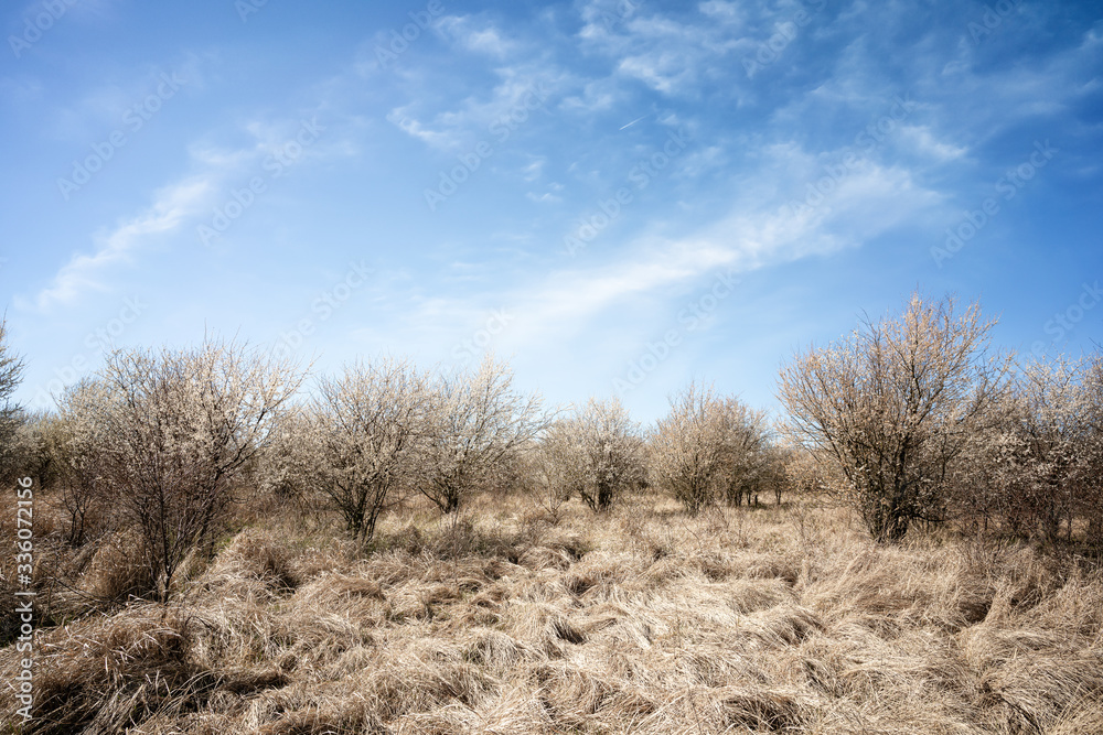 Wild, flowering bird cherry trees in the meadow. Dry grass in the foreground. Wild, flowering bird cherry trees in the meadow. Dry grass in the foreground.