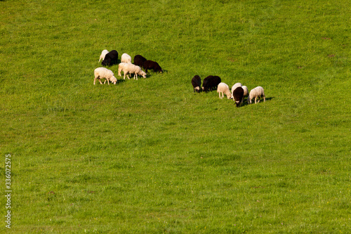 Rebaño de ovejas blancas y negras en Bovec, Eslovenia