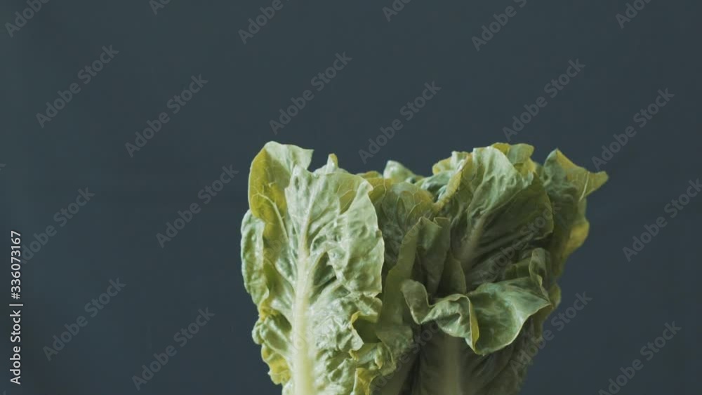 custom made wallpaper toronto digitalFresh lettuce crashing together splashing water