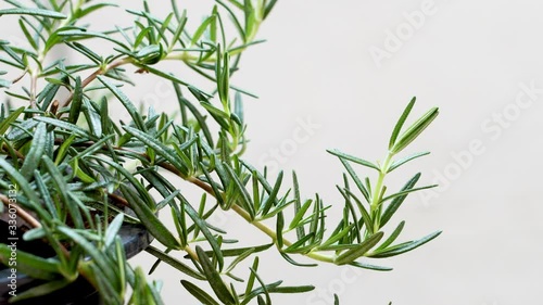Rosemary plant
