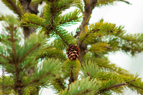 Fototapeta Naklejka Na Ścianę i Meble -  lush pine and beautiful seeds