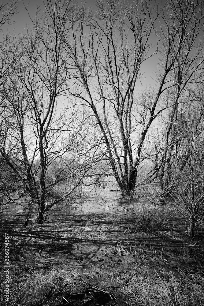 Leafless trees in wetlands. Black and white picture.