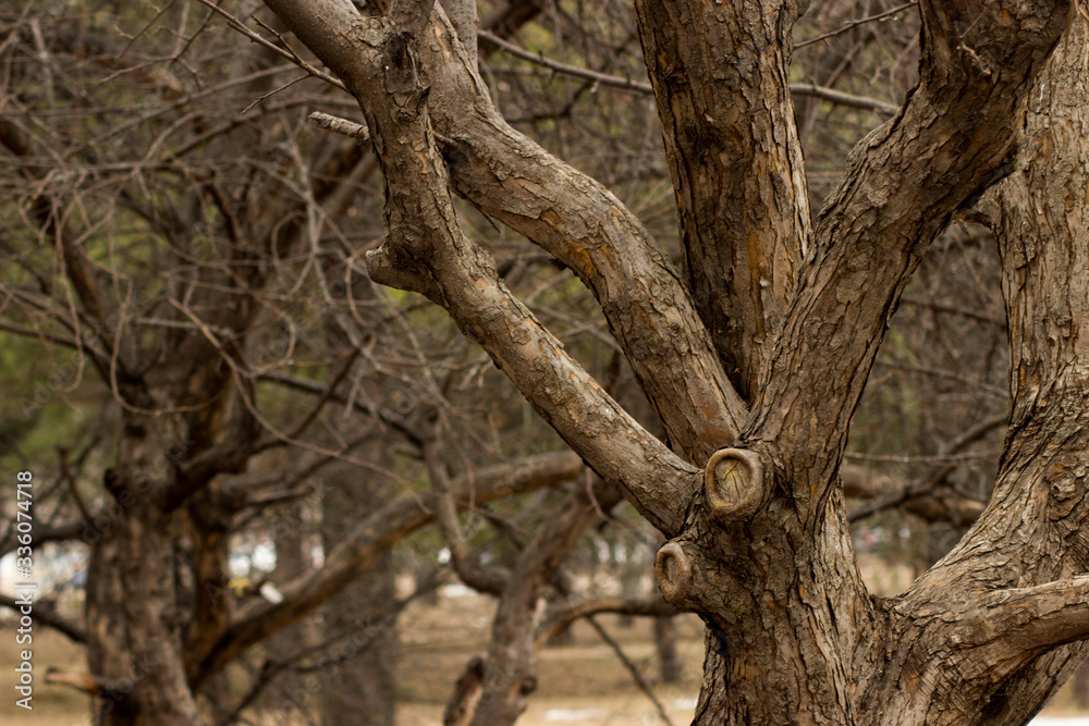 Fototapeta premium dry apple orchard in early spring