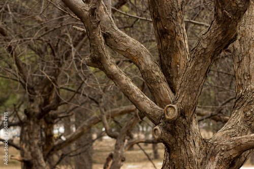 dry apple orchard in early spring