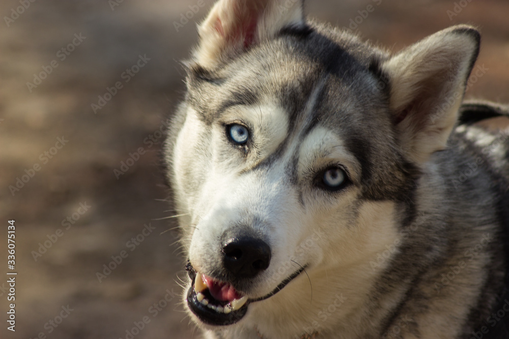 beautiful Siberian husky blue eyes