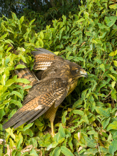 The variable hawk (Geranoaetus polyosoma) is a polymorphic species of bird of pre photo