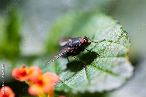 Close up macro shot housefly on leaf © Sabrina Umansky
