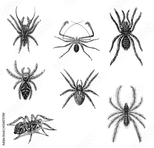 Spider collection / Antique engraved illustration from Brockhaus Konversations-Lexikon 1908 © Basicmoments
