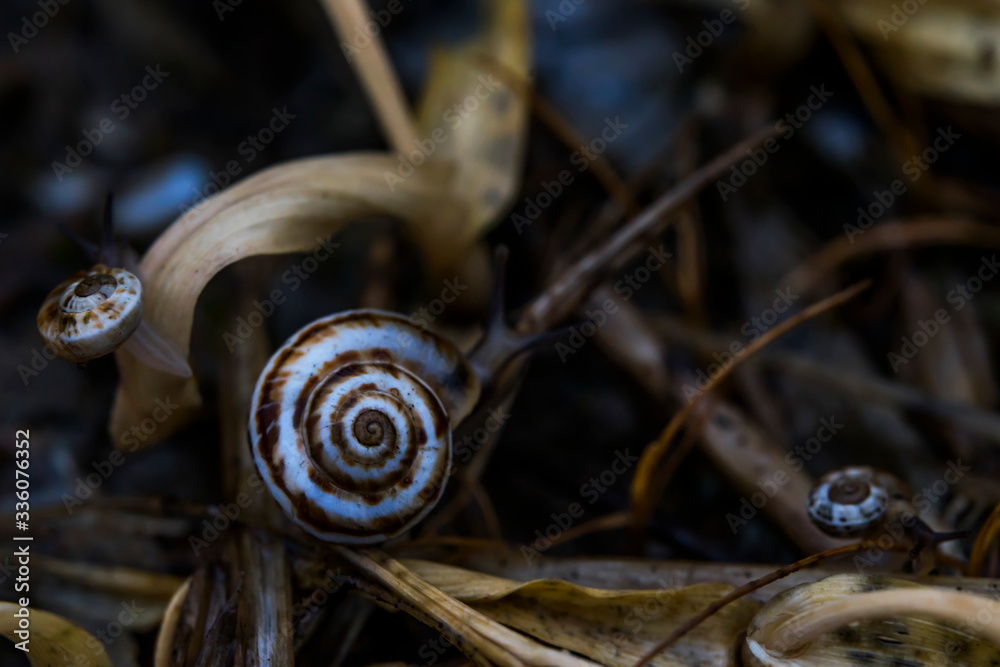 Snail macro photo. Snail in its natural habitat. Snails in the grass