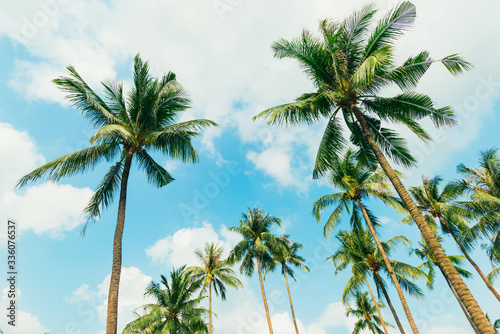 Wallpaper Mural Tropical palm tree with sun light on blue sky. Summer vacation and nature travel adventure concept. Coconut palm trees . Torontodigital.ca