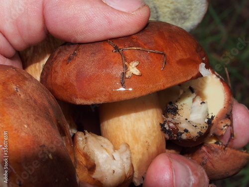 Edible mushrooms in the hand of a person. Forest mushrooms-Boletus. Porcini. photo