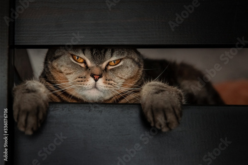 a Scottish cat peeks out of a crack