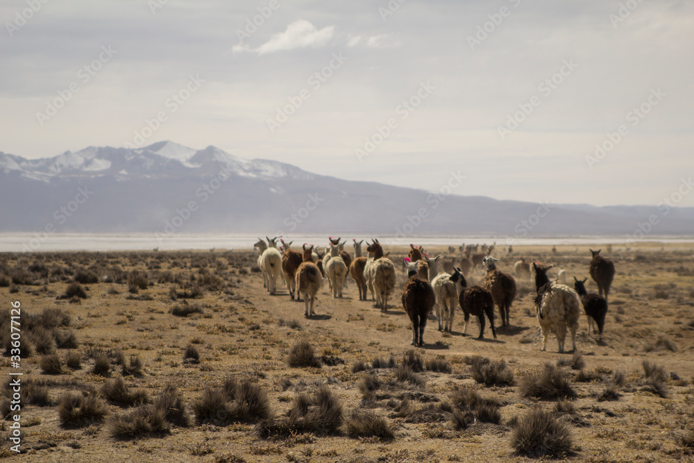 walking 4000 meters in the salt lake with friends walking 4000 meters in the salt lake with friends