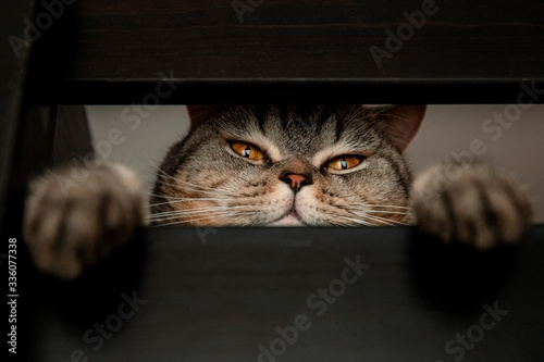 a Scottish cat peeks out of a crack