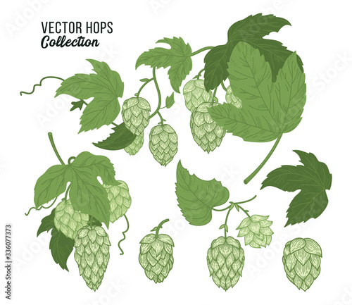 Hops vector set isolated composition. Color Sketch of hop plant.