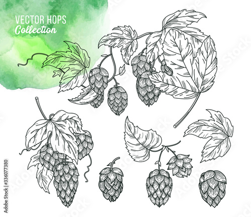 Sketch of hop plant with leaves and hop cones in engraving style. 