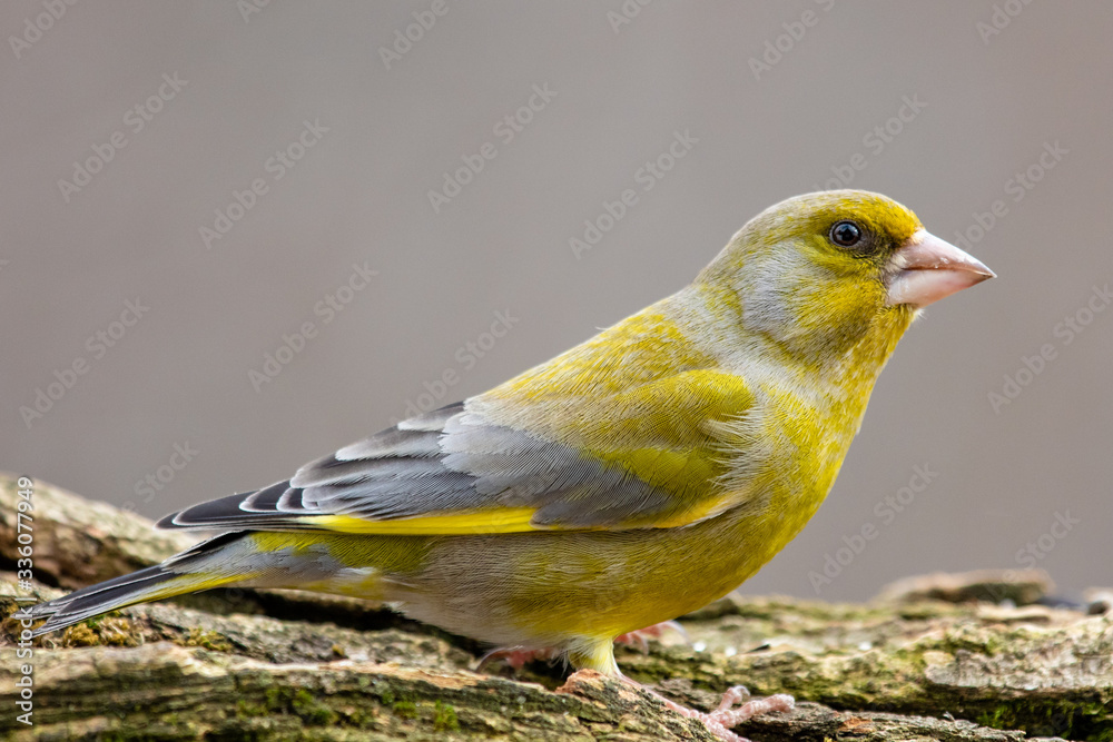 European Greenfinch
