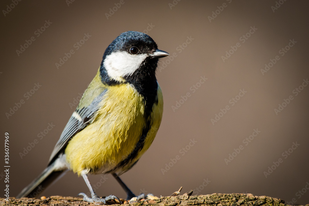 Great Tit