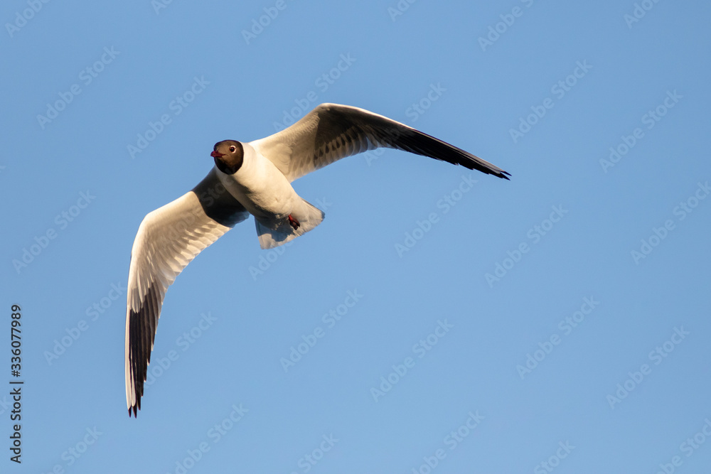 Gull in flight