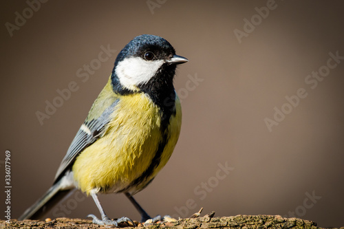Obraz na płótnie Great Tit w salonie