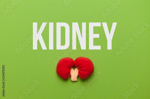 Kidneys of people on a green background. Pain in the genitourinary system, treatment of kidney stones. Chronic and genetic problems.