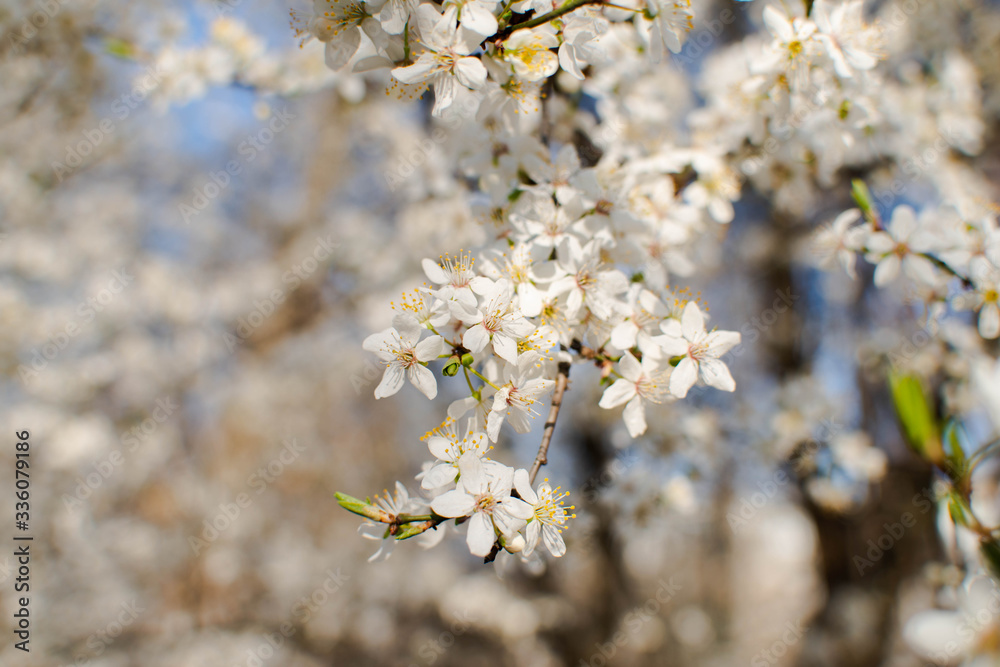 Obraz premium .flowering tree cherry plum spring nectar pollen blossoms tree fruit white flowers