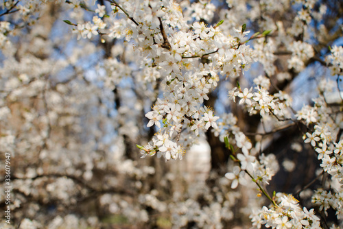 .flowering tree cherry plum spring nectar pollen blossoms tree fruit white flowers