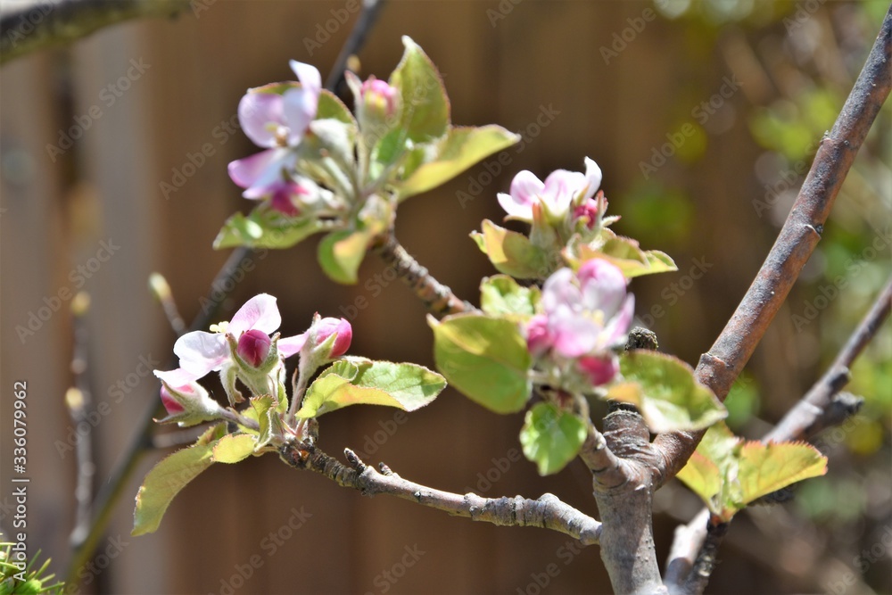 Apfelblüten Apfelblüten