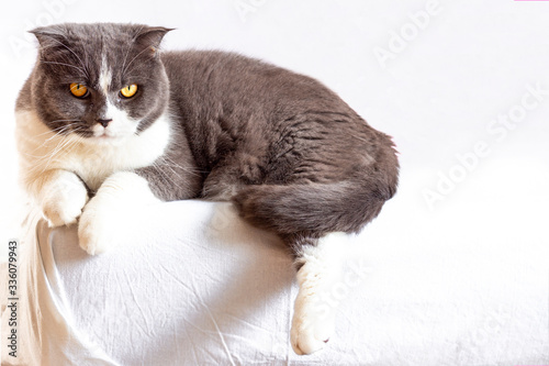 A beautiful, sullen, grey-and-white Scottish fold-eared Shorthair cat lies on a white sofa, one paw dangling, and looks at the camera. The concept of advertising with a cat for food, toilet filler.