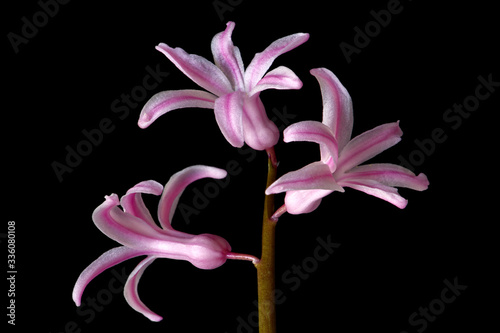 Pink hyacinth flower isolated on black background. Ornamental flowering plant in closeup macro photography. 
