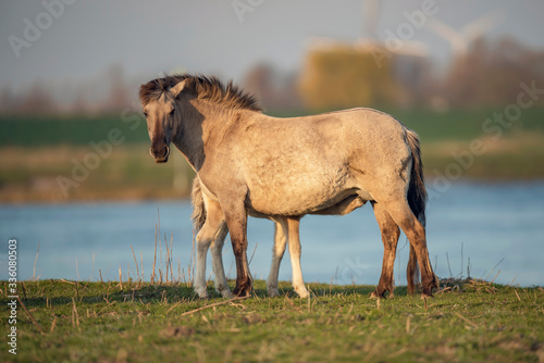 Young horse drinking by mother. © ysbrandcosijn