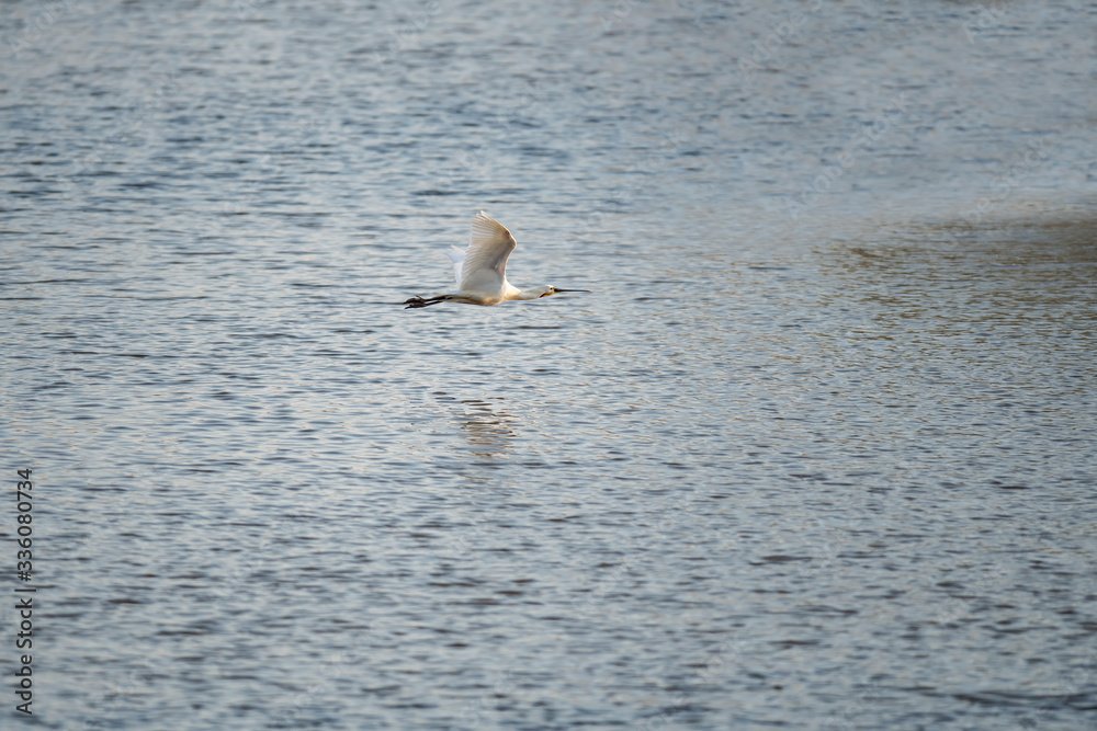 Common spoonbill bird flying low over water. Common spoonbill bird flying low over water.