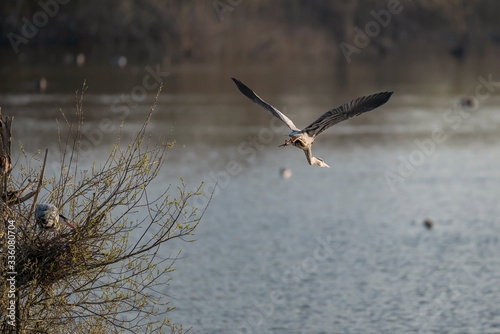 Grey heron flying out of tree over river.