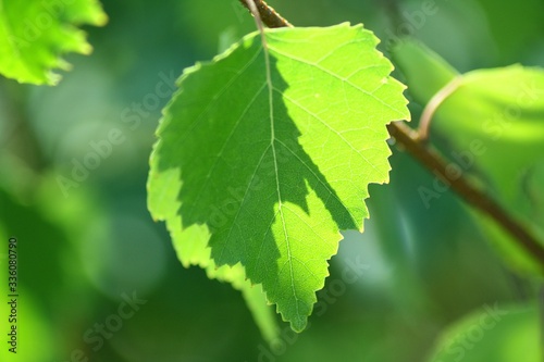 Green birch leaf photo