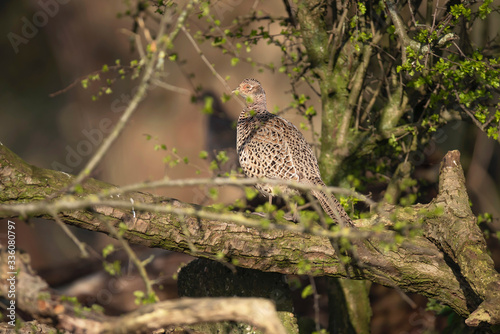 Female pheasant on a branch in sunlight.