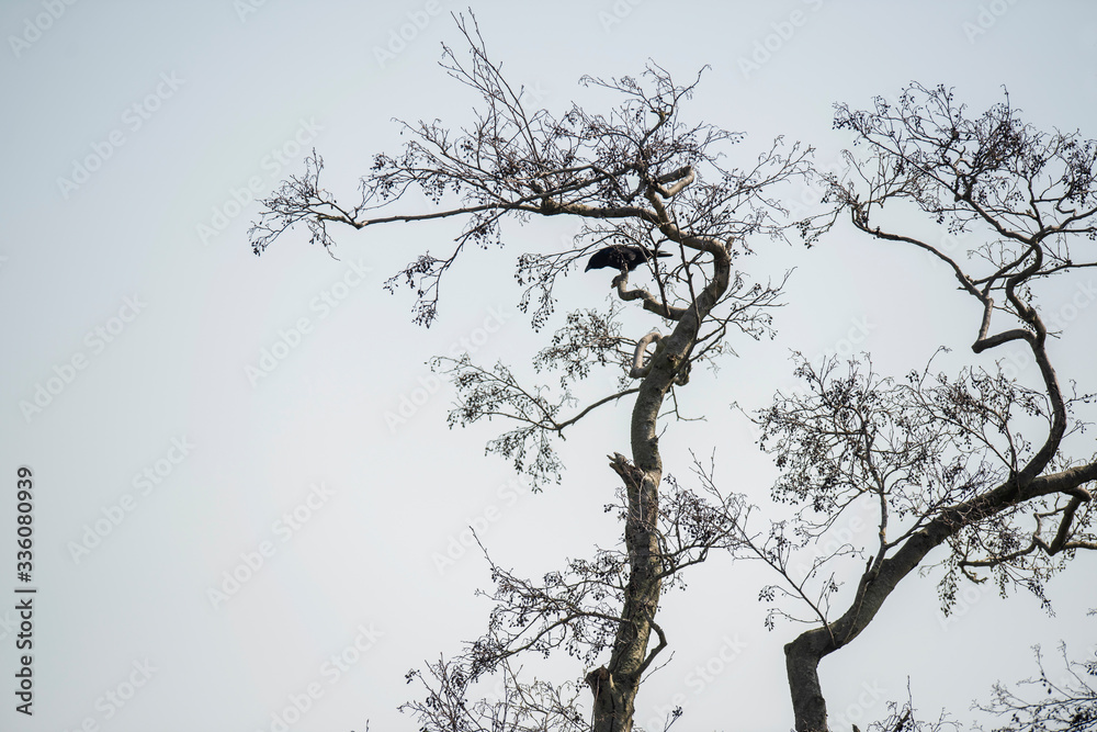 Fototapeta premium Crow in tree against blue sky.