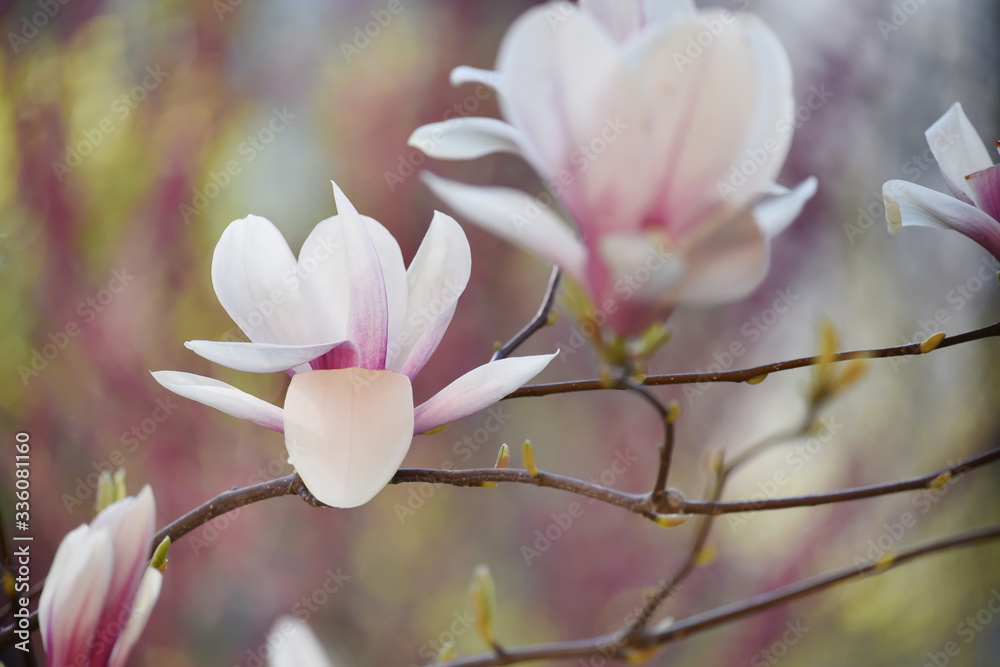 Pink delicate magnolia flowers close-up on a natural garden background. Floral natural spring seasonal background.