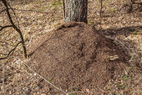 ant hill in the forest, a lot of ants, wildlife