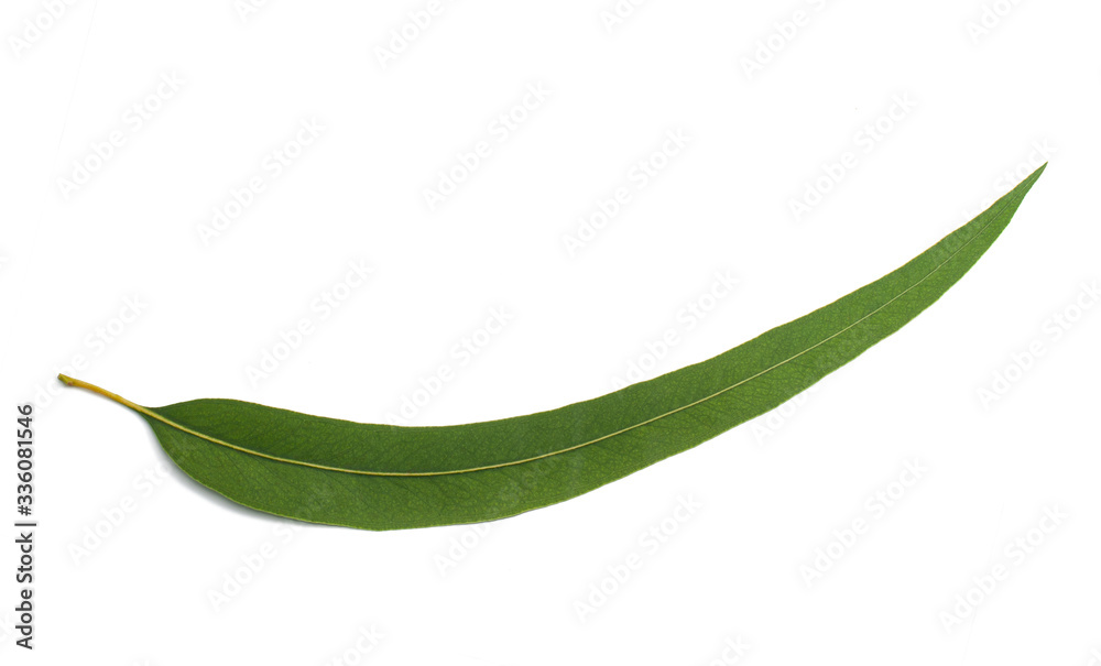 eucalyptus leaf