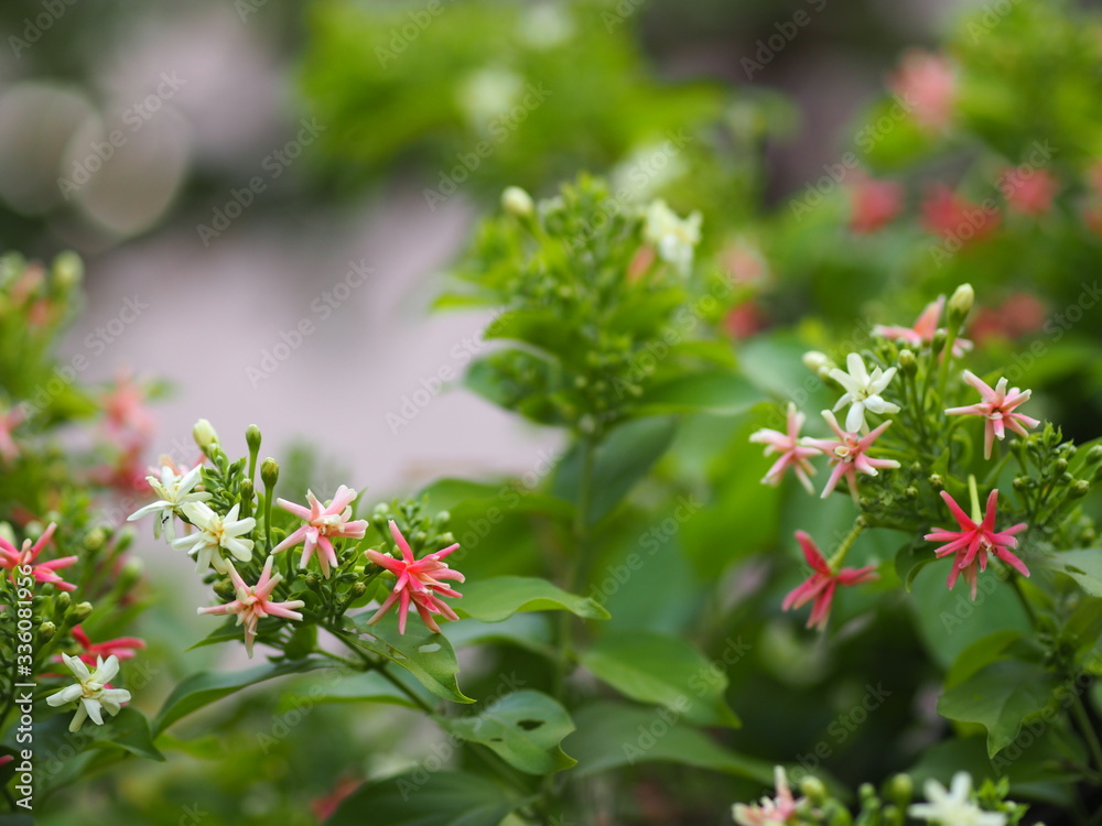 Rangoon Creeper, Chinese honey Suckle, Drunen sailor, Combretum indicum DeFilipps name pink and white flower blooming in garden on blurred of nature background